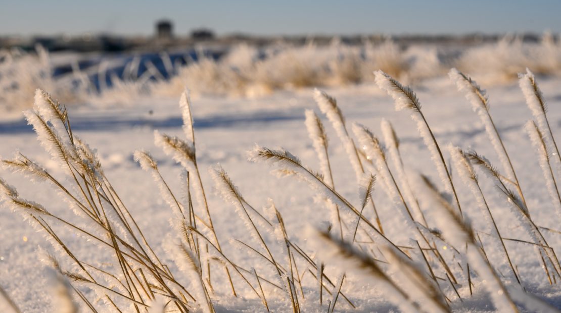 winter storm and prairie grass